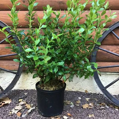 “Patriot” Blueberry Bush - GiGi's Farm and Garden