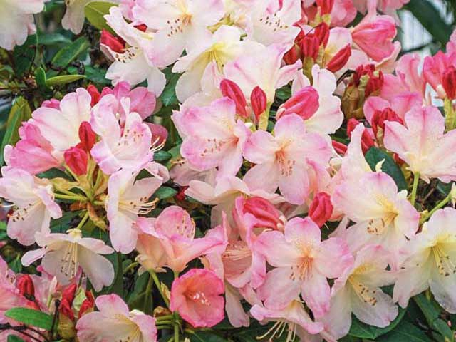 ‘Percy Wiseman’ Rhododendron