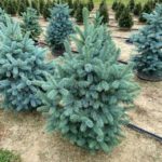 Baby Blue Spruce Trees