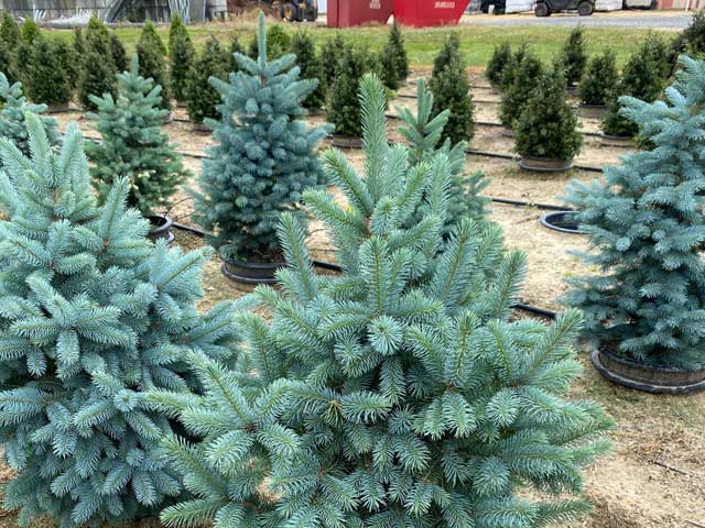 Baby Blue Colorado Spruce Trees Gigi S Farm And Garden
